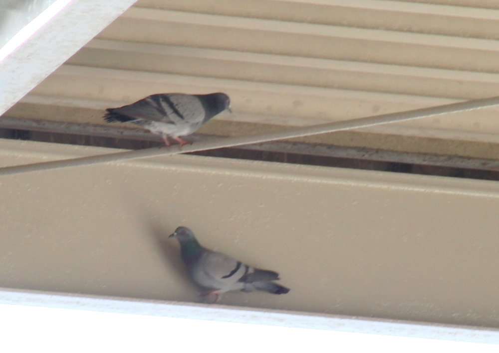 倉庫の天井付近や壁際は鳩にとって落ち着くスポット！鳥は雨風を防げるところを好んで巣を作ります。