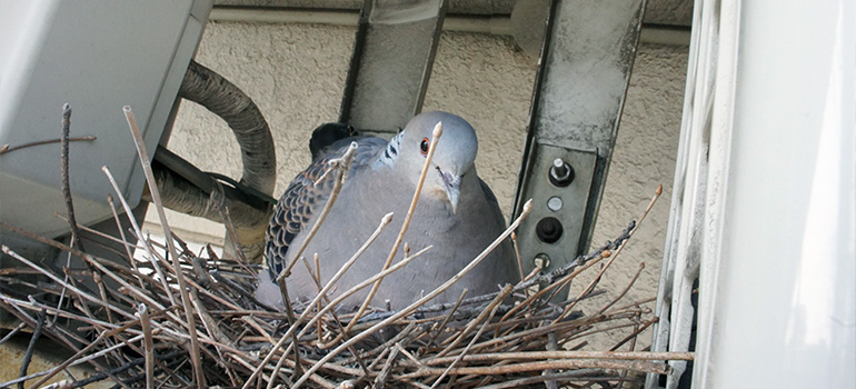 磁石 超音波 スプレーは本当に鳩よけ効果がある コラム 鳩よけ 鳥害対策なら株式会社コーユー