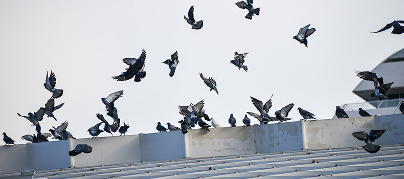 第16回 鳥害を予測する コラム 鳩よけ 鳥害対策なら株式会社コーユー