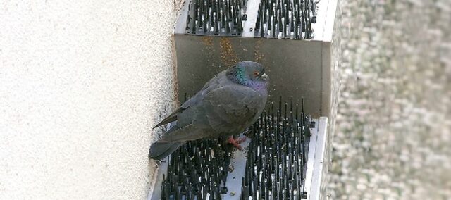 鳩対策バルコニー 多用途性 堅牢性 光が透過する