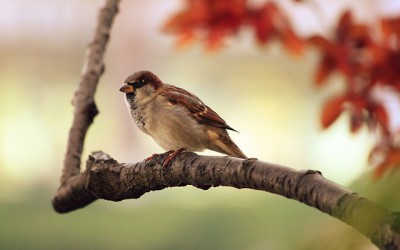 スズメの生態 コラム 鳩よけ 鳥害対策なら株式会社コーユー